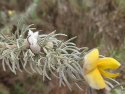 Aspalathus setacea white fluff